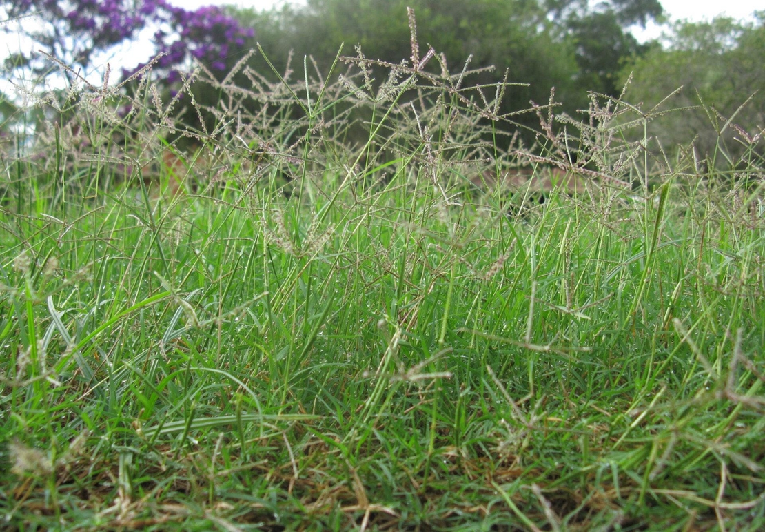 Organic bermuda grass root | cynodon dactylon | bermuda grass tea | dried root | herbal tea | organic herbs | dried herbs | herba | tea