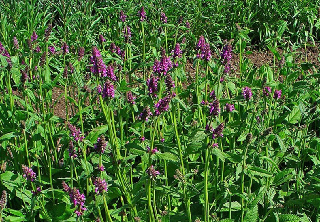 Organic Wood Betony (Stachys officinalis)