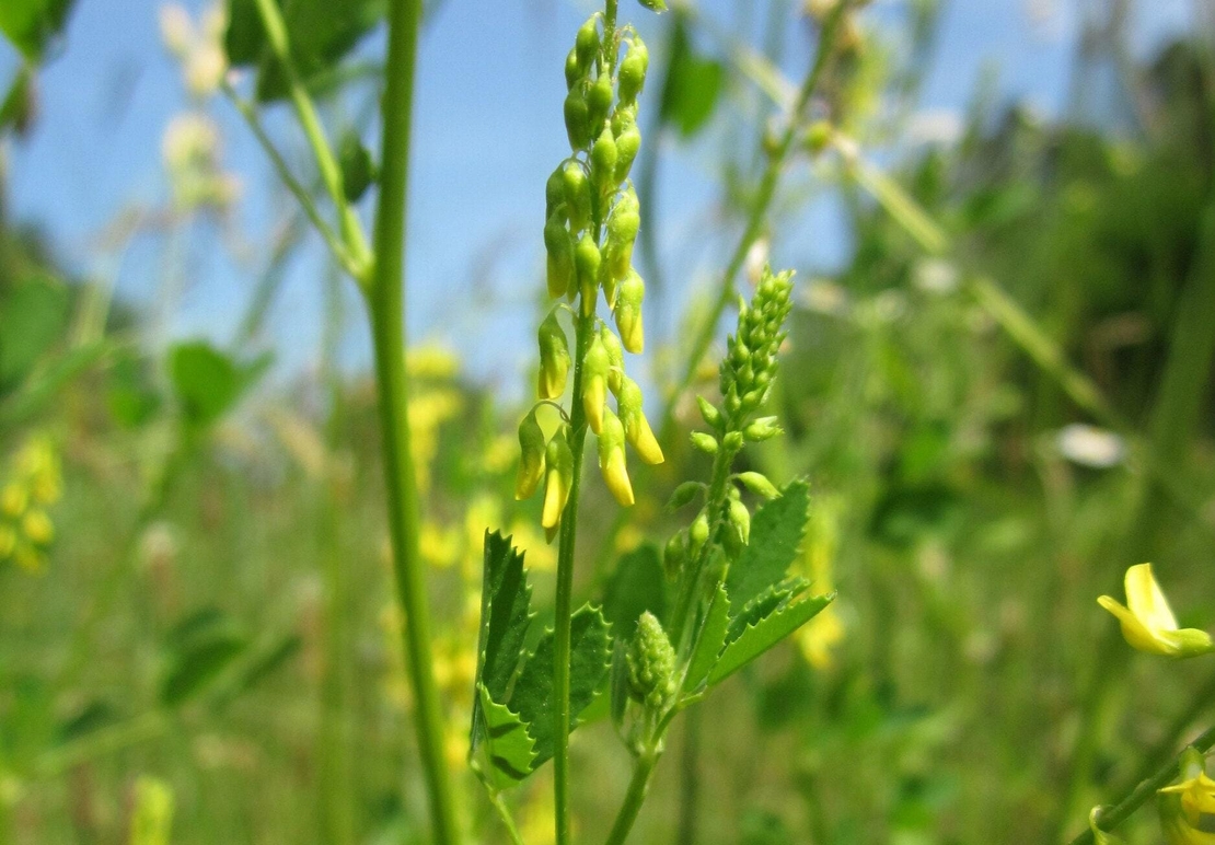 Organic SWEET CLOVER MELILOT herb | melilotus officinalis | melilot tea | sweet clover tea | herbal tea | herba | tea | organic herbs