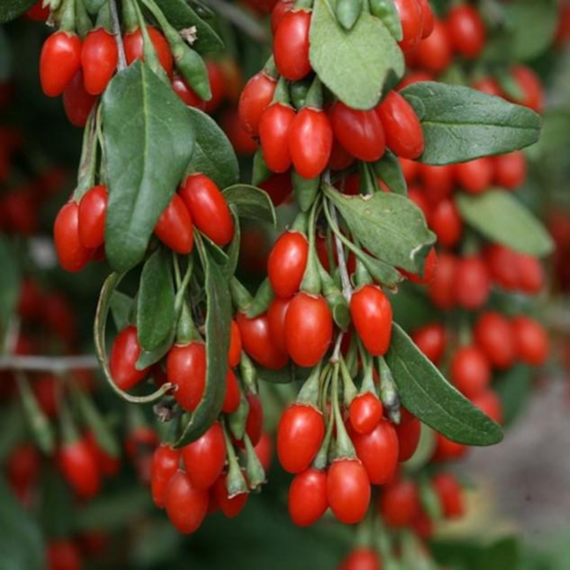 Organic GOJI BERRIES | Lycium Barbarum | Goji Berry Tea | Herbal Tea | Dried Berries | Organic Berries | Organic Herb | Herba | Fruits Tea