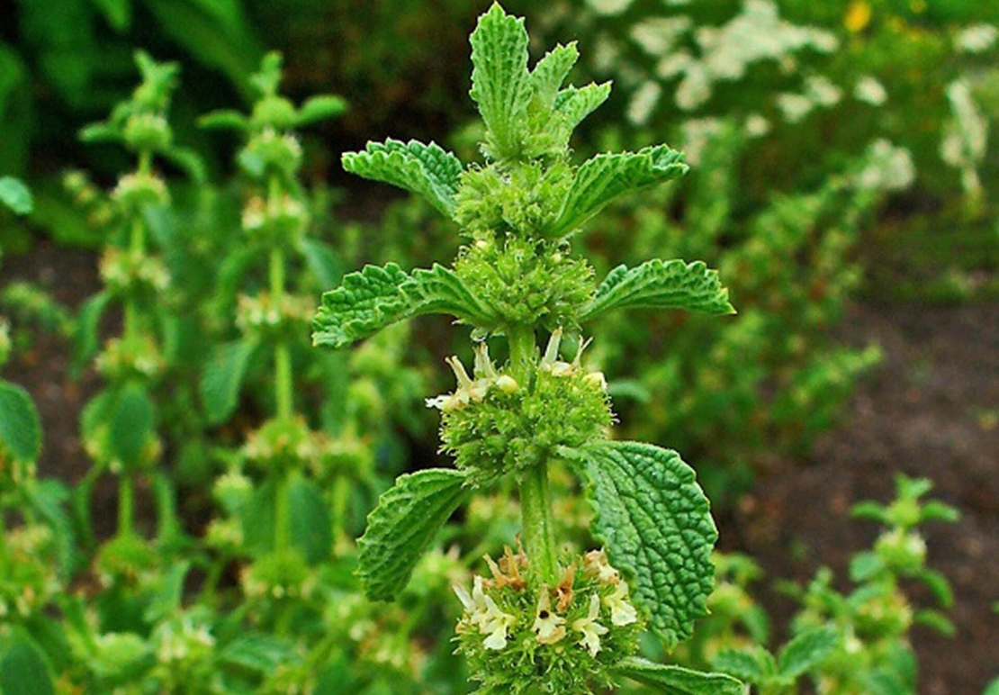 Organic HOREHOUND HERB | Marrubium vulgare | Herbal Tea | Health Remedy | Dried Herbs | Natural Tea | Dried Bulk Tea | Organic Tea