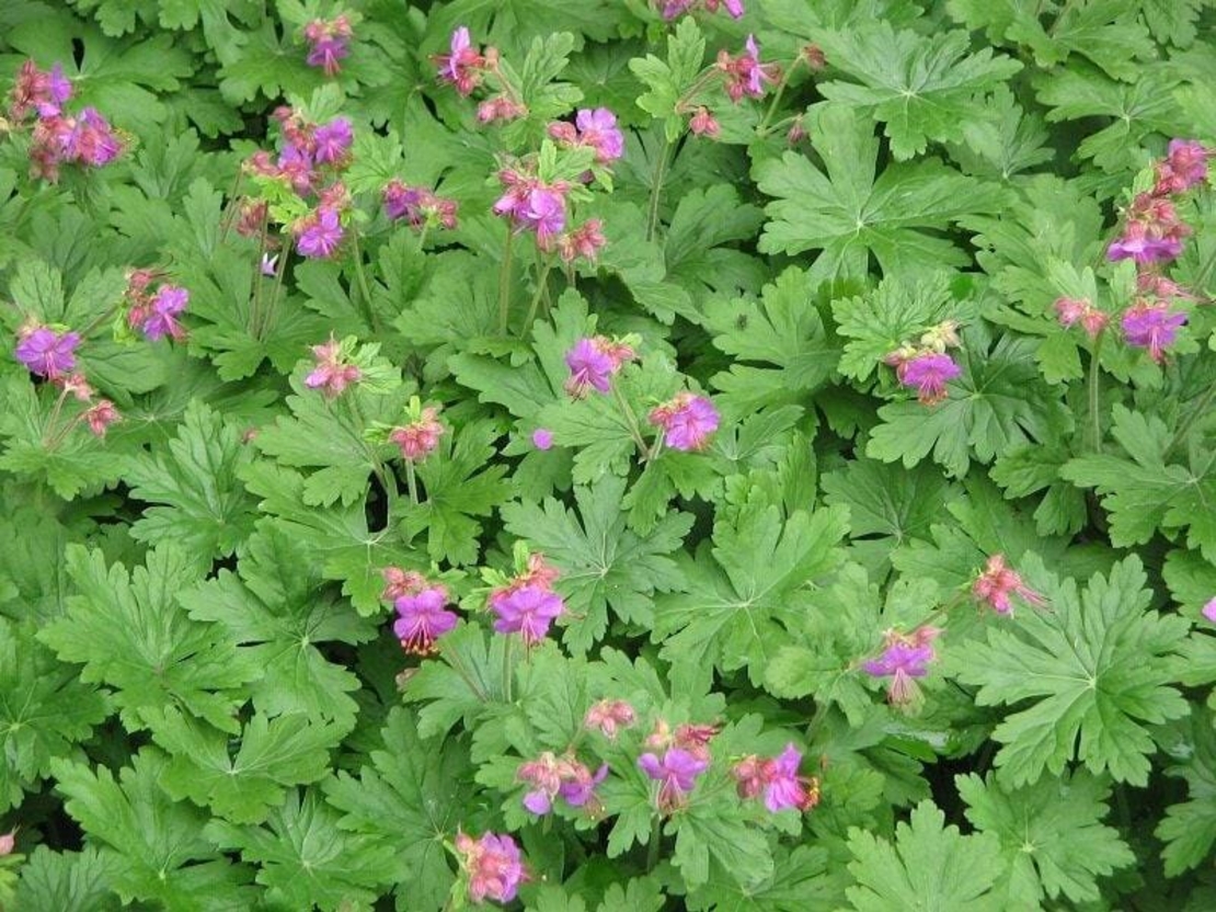 Organic CRANSEBILL ROOT | geranium macrorrhizum | cransebill tea | dried root | herbal tea | organic herbs | herba | tea | organic root