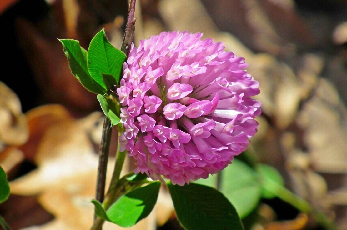 Organic ALFALFA SEEDS | medicago sativa | alfalfa herbs | alfalfa tea | dried seeds | organic seeds | organic herbs | herba | tea