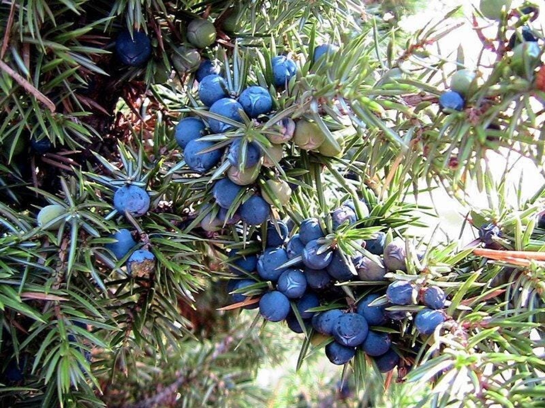 Organic juniper berries | juniperus communis | juniper berries tea | dried berries | organic herbs | dried herbs | herba | tea
