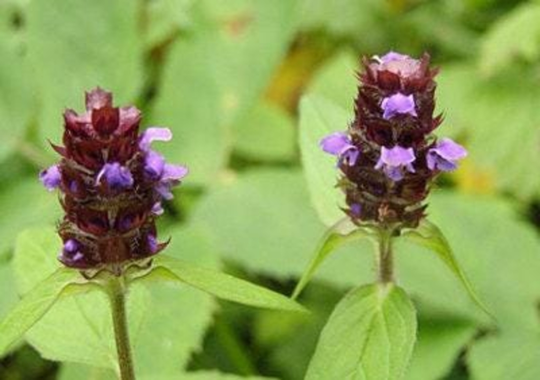 Organic SELF HEAL HERB | prunella vulgaris | brunella vulgaris | self heal tea | herbal tea | dried herbs | organic herbs | herba | tea