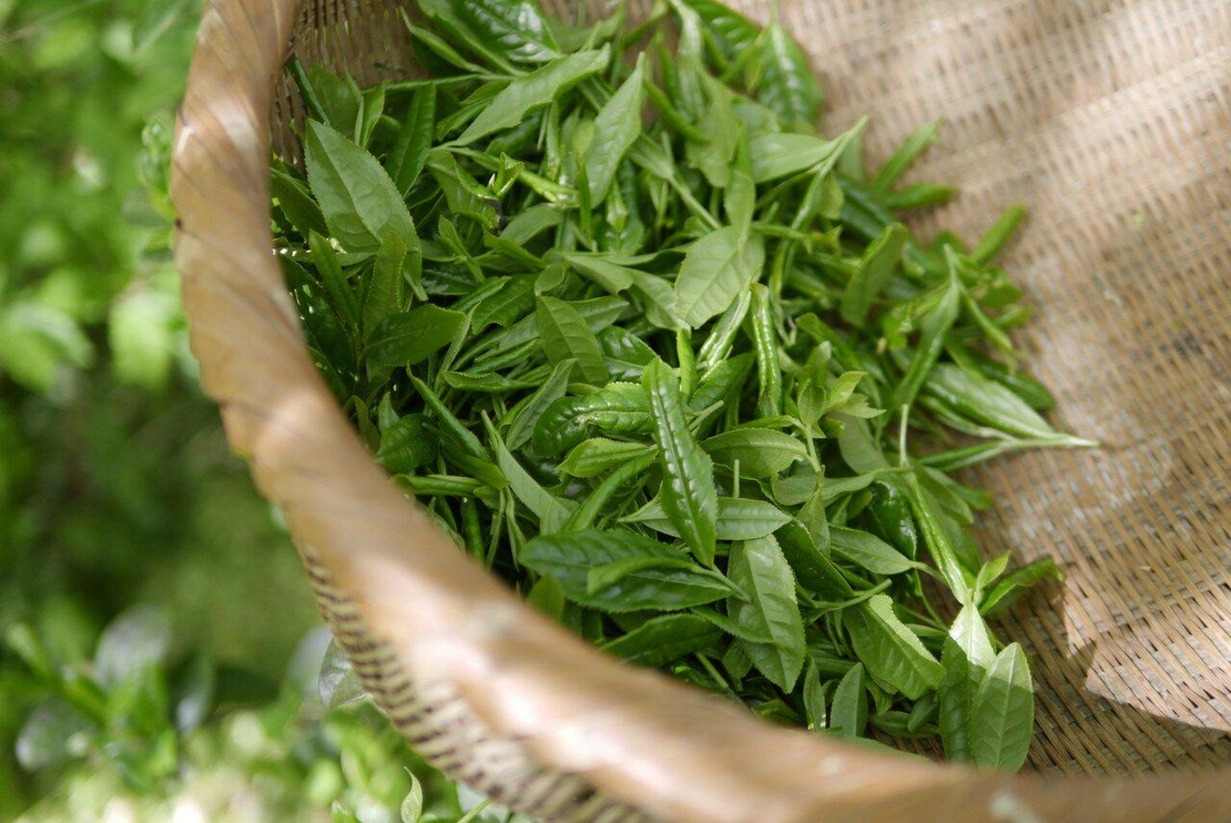 Organic Matcha Tea Powder | Matcha Green Tea Powder | Camellia Sinensis | Herbal Tea | Herbal | Tea