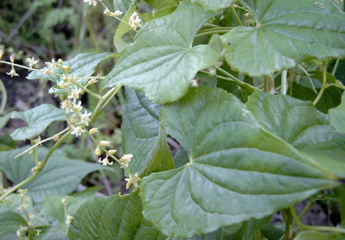 Organic BLACK BRYONY ROOT | Tamus Communis | Dried Root |