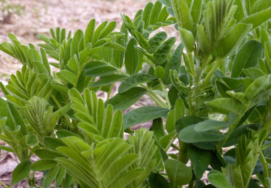 Organic ASTRAGALUS ROOT | astragalus membranaceus | astragalus tea | dried root | herbal tea | organic herbs | dried herbs | herba | tea