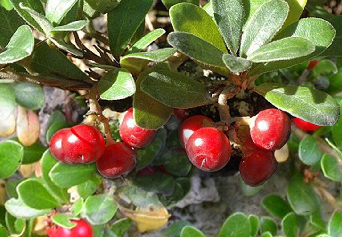 Organic UVA URSI LEAF | Arctostaphylos Uvaursi | Uva Ursi Tea | Dried Leaf | Organic Herbs | atural Organic Tea | Organic Dried Herb