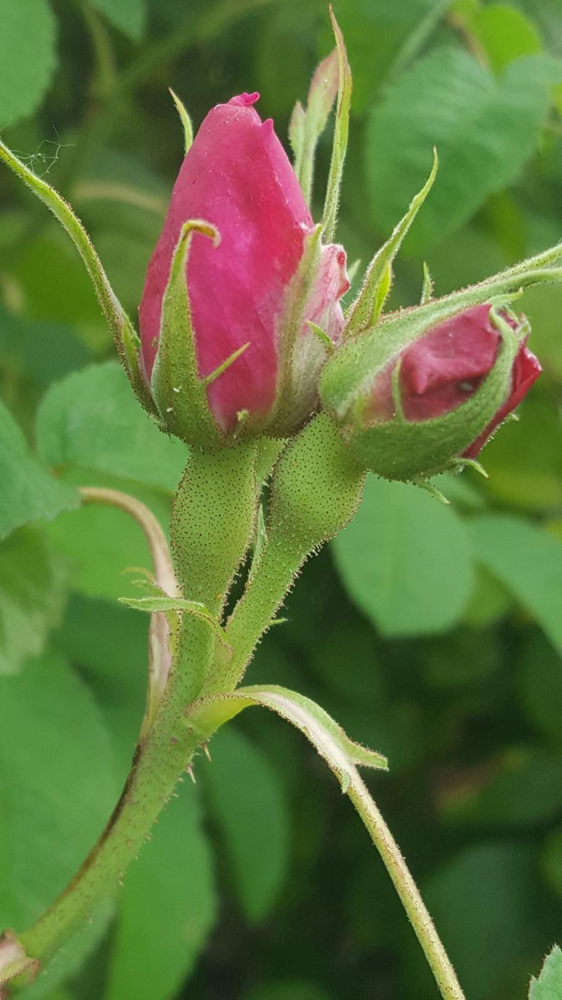 Organic ROSE BUDS WHOLE | damask rose | rosa damascena | rose bulgarian flower | herbal tea | organic herbs | herba | tea