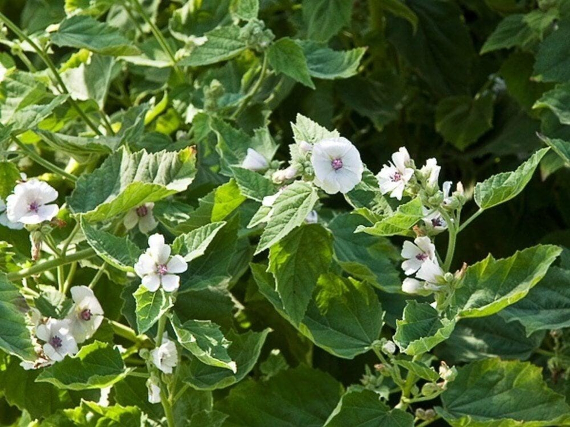 Organic MARSHMALLOW LEAF | althaea officinalis | marshmallow leaf tea | herbal tea | dried leaf | organic herbs | dried herbs | herba | tea