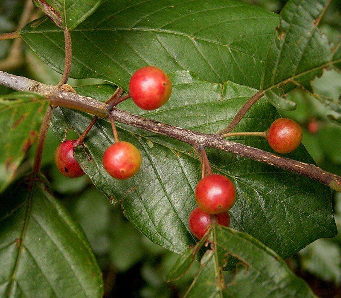 Organic BUCKTHORN BARK | Frangula Rupestris | Buckthorn Tea | Herbal Tea | Organic Herbs | Dried Herbs | Herba | Organic Bark Tea