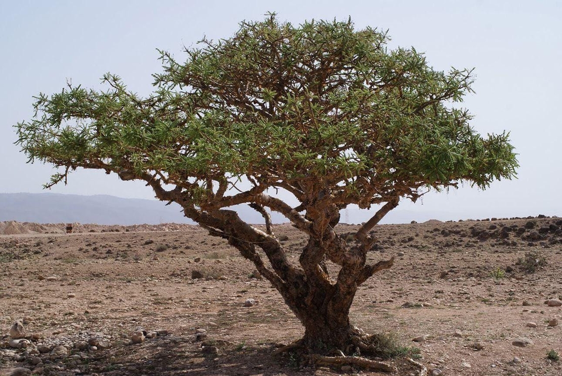 Organic FRANKINCENSE RESIN | boswellia serrata | dried resin | organic resin | resin | dried bulk herb | herba