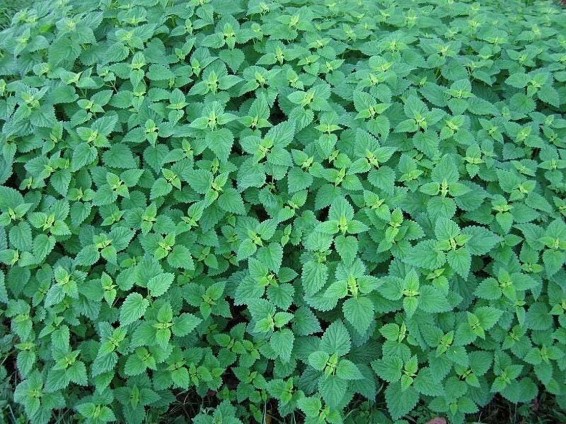 Organic STINGING NETTLE LEAF | urtica dioica | nettle tea | nettle leaf tea | herbal tea | dried leaf | organic herbs | herba | tea