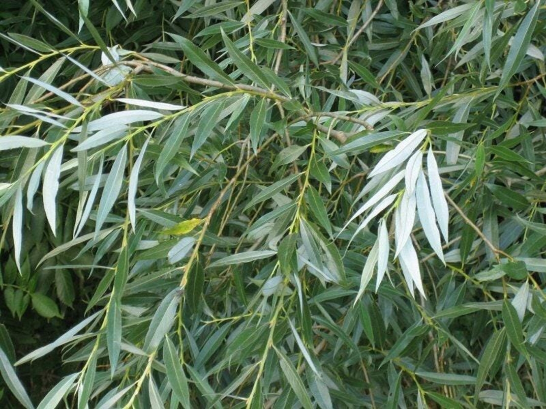 White Willow Bark (Salix Alba) – Natural Herbal Pain Relief & Anti-Inflammatory – Organic & Wild Harvested