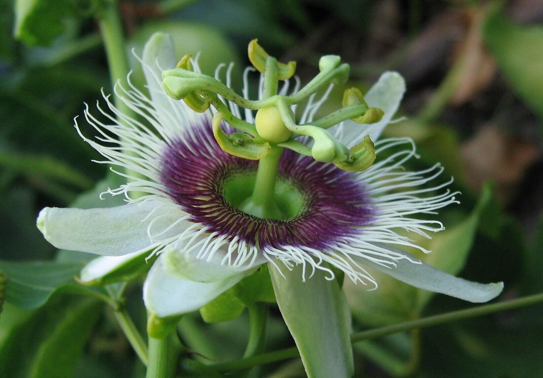 Organic PASSION HERB | passiflora incarnata | passion flower herb tea | herbal tea | organic herbs | herba | tea | remedies | dried herbs