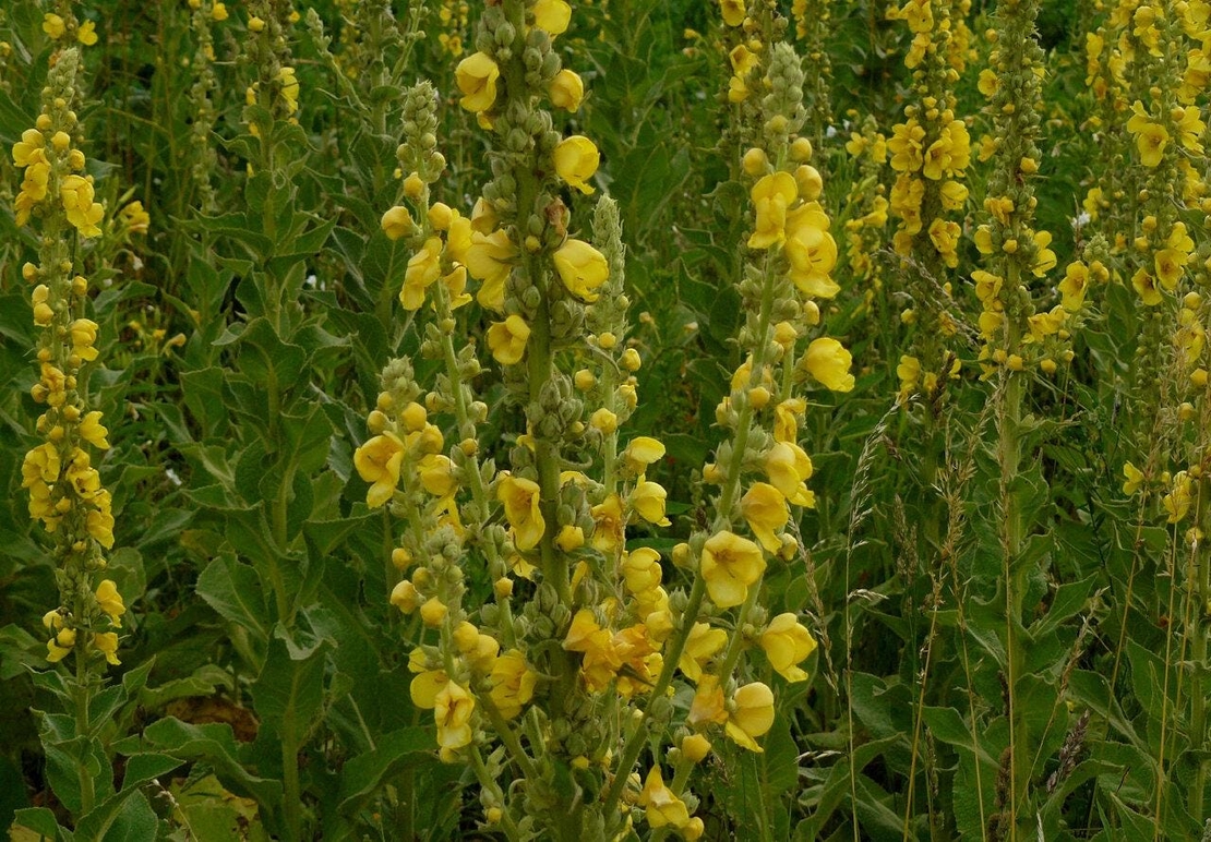 Organic MULLEIN LEAF | Mullein Leaf Tea | Mullein Leaf | c/s Verbascum thapsus | Dried Wildcrafted | Herbs Remedy | Natural Organic Tea