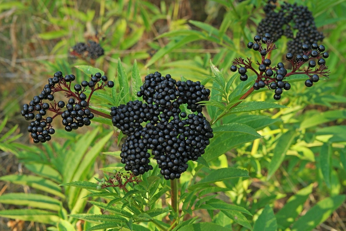 Organic DWARF ELDER ROOT | Sambucus Ebulus | Dried Root | Organic Root | Dried Herbs | Organic Herbs | Herbalist | Herba
