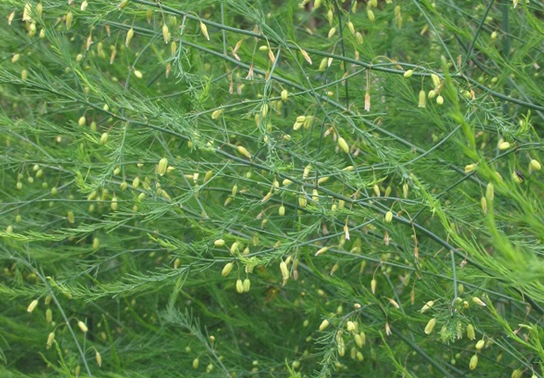 Wild Asparagus Herb (Asparagus Officinalis) – Natural Detox & Kidney Support
