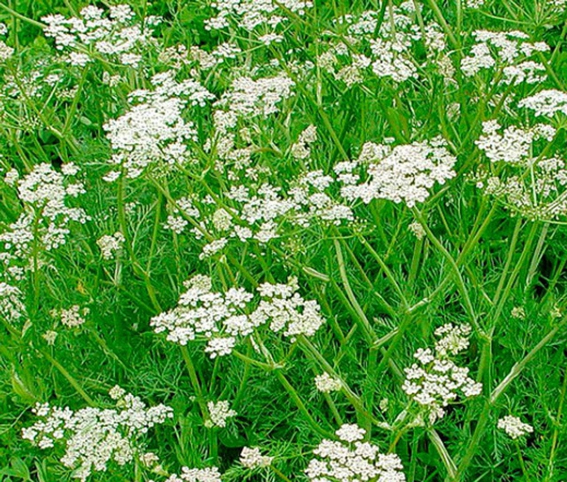 Organic CARAWAY SEEDS | carum carvi | caraway tea | dried seeds | organic herbs | organic spices | herbal tea | herba | tea | seeds