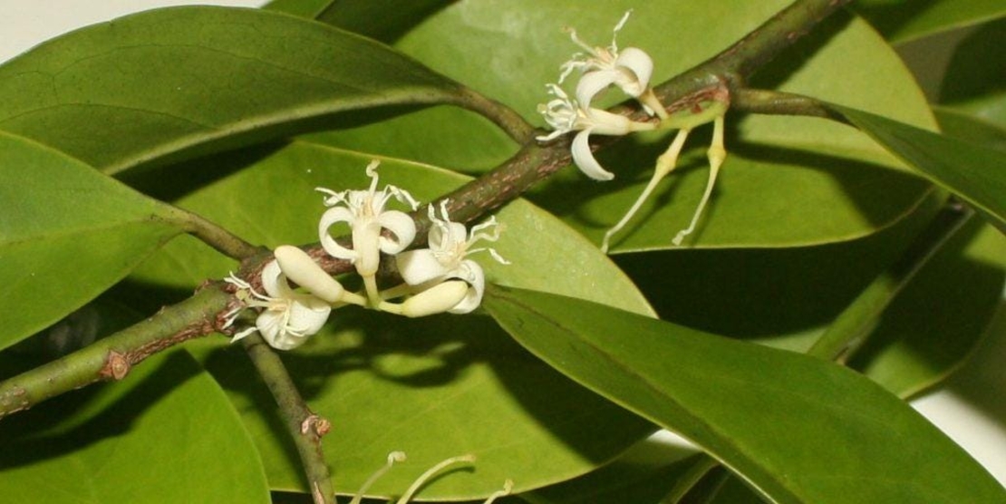 Organic MUIRA PUAMA BARK | Ptychopetalum Olacoides | Muira Puama Dried Bark | Herbal Tea | Tea | Liriosma Ovata | Juniperus brasiliensis