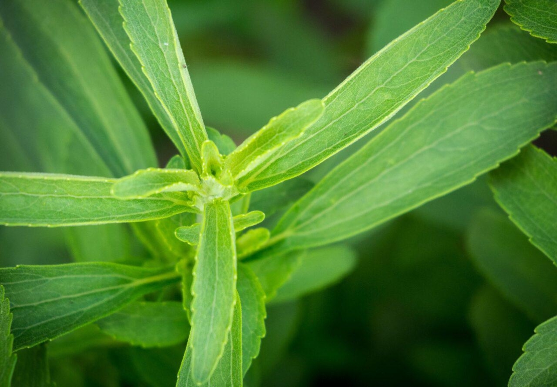 Organic STEVIA LEAF POWDER | Stevia rebaudiana | Pure Green Stevia | Grade A Sweetener | Organic Powder | Organic Herbs | Herba | Tea