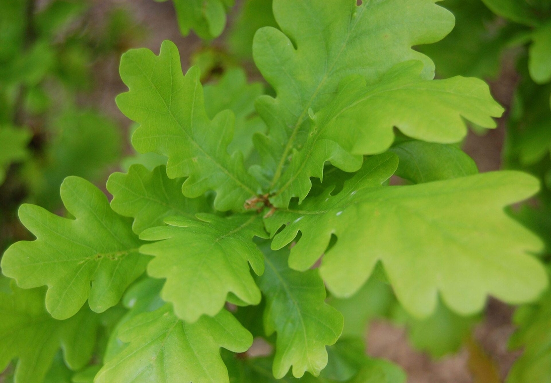 Organic OAK BARK | Quercus Robur | Oak Bark Tea | Herbal Tea | Dried Bark | Dried Herbs | Organic Herbs | Herba | Organic Bark Cortex