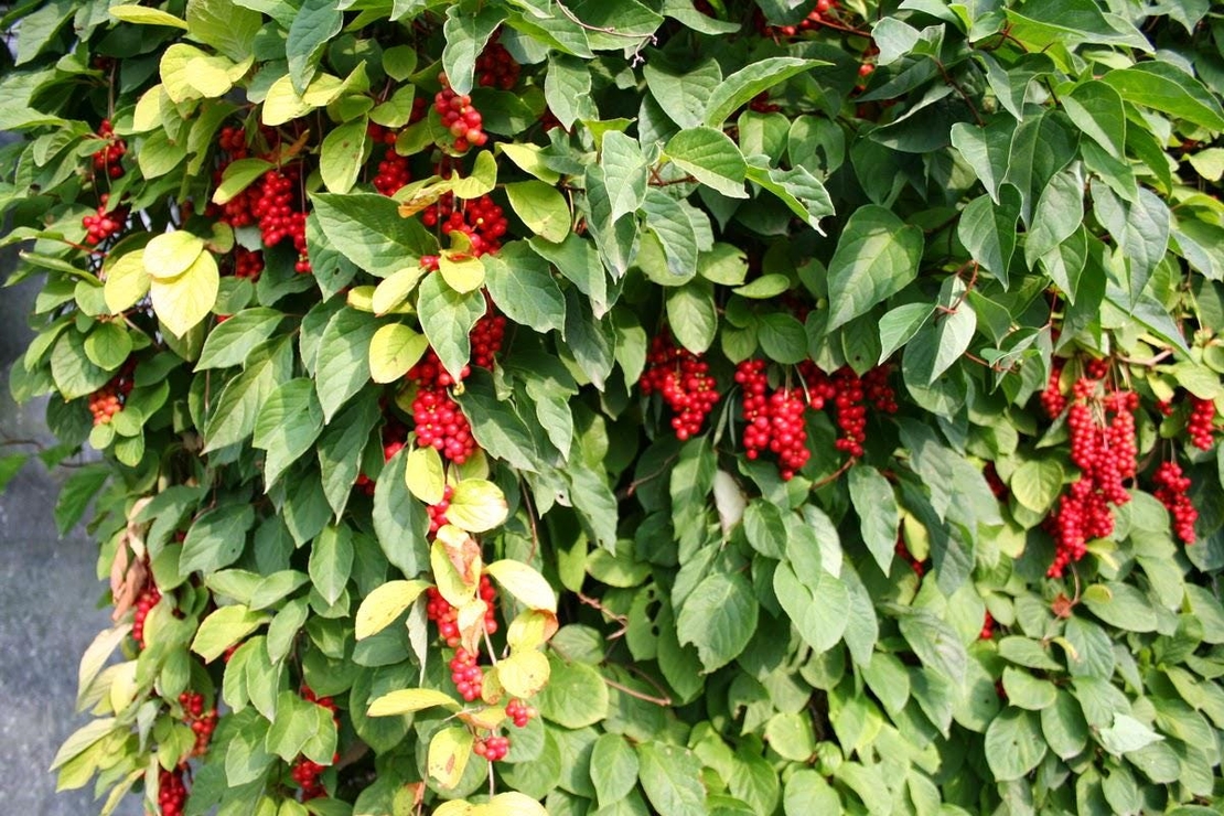 Organic Schizandra Berries | Schisandra Chinensis | Schisandra Berries Premium Grade | Herbal Tea | Fruits Tea | Natural Berries