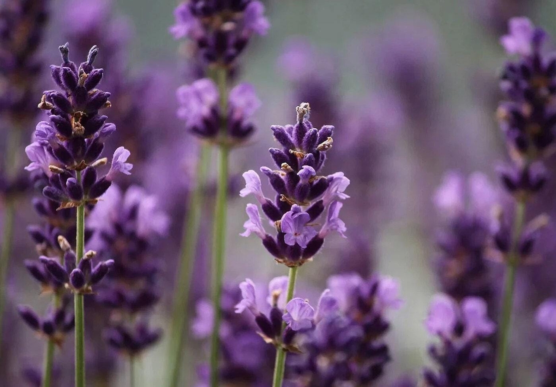 Organic LAVENDER FLOWER | lavandula angustifolia | herbal tea | dried flower | organic flower | dried herbs | organic herbs | herba | tea