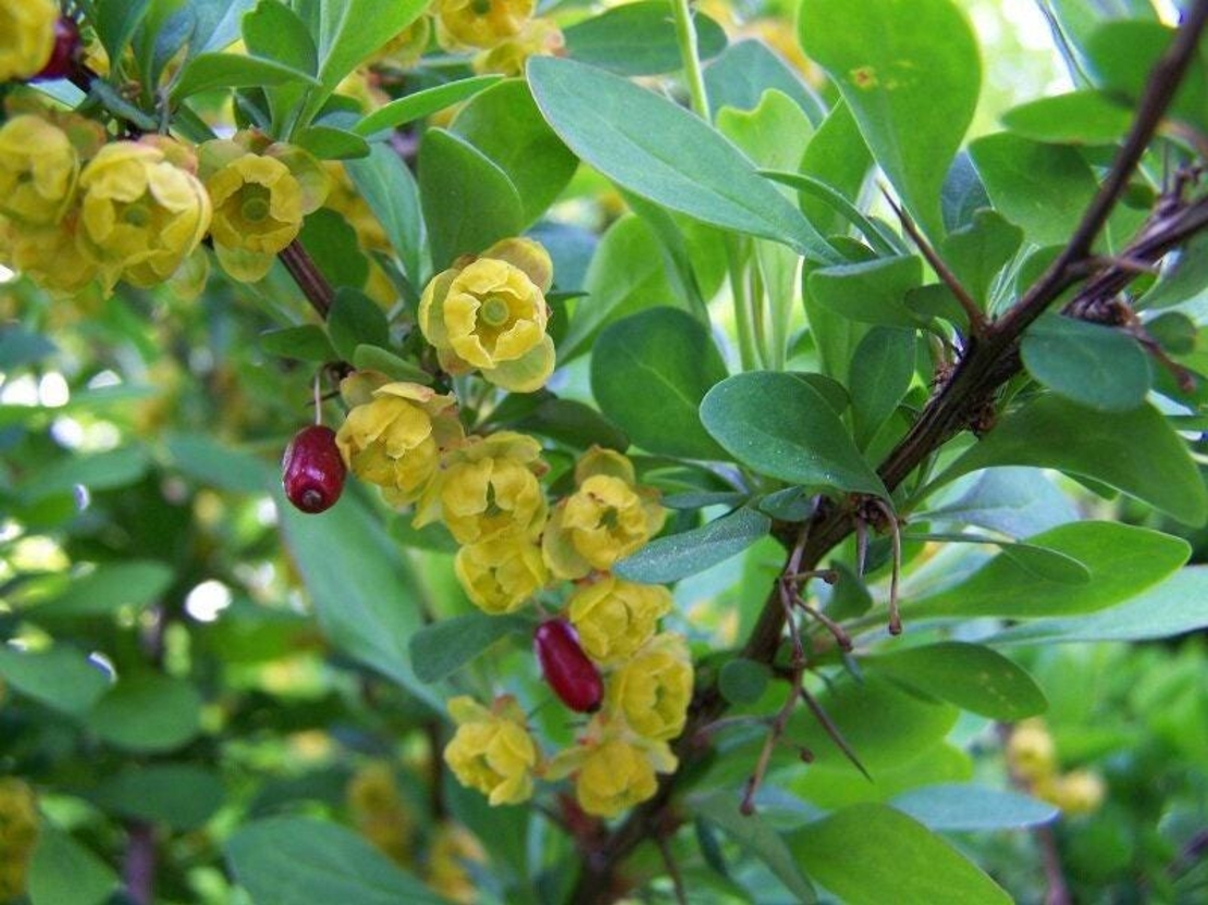 Organic BARBERRY ROOT | berberis vulgaris | barberry tea | dried root | organic herbs | dried herbs | herba | tea | organic root