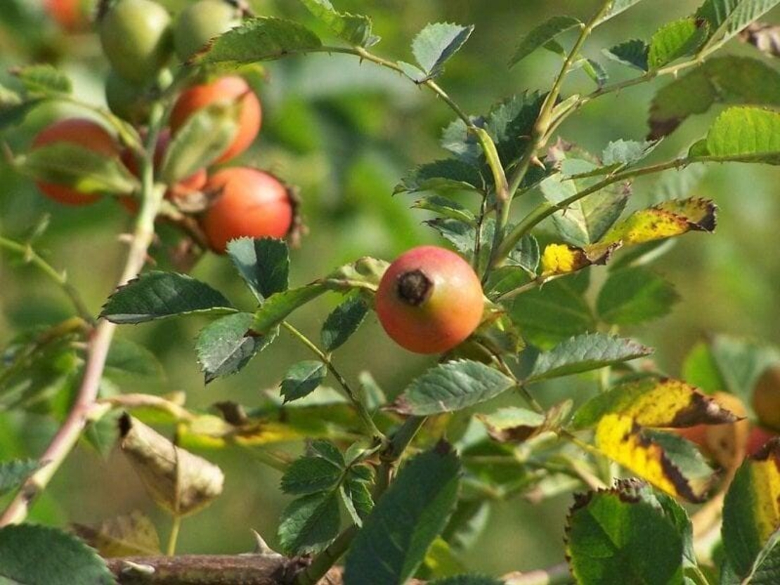 Organic ROSEHIPS ROOT | rosa canina | rosehip root | rosehip tea | herbal tea | herba | tea | dried root | organic herbs | root tea