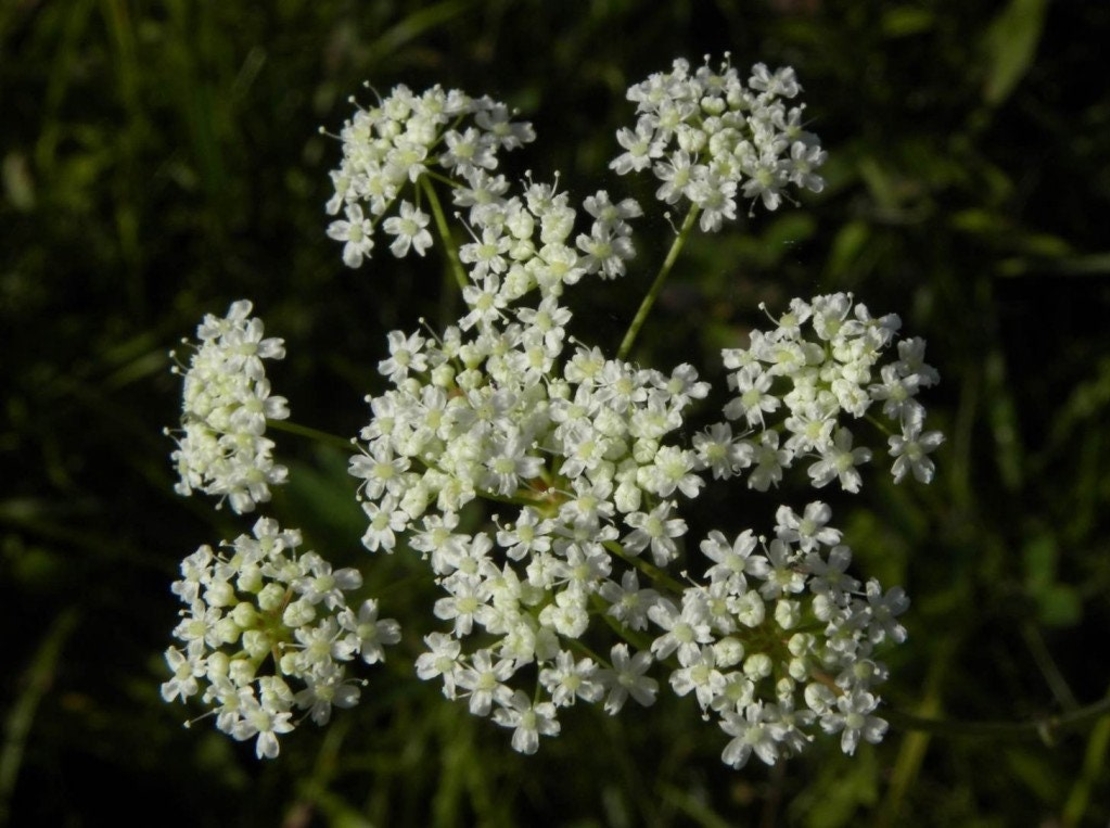 Organic BURNET SAXIFRAGE ROOT | Pimpinella Saxifraga | Burnet Saxifrage Root Tea | Herbal Tea | Herba | Tea | Organic Root | Organic Herbs