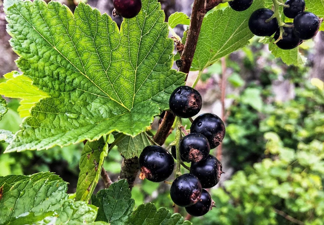 Organic BLACKCURRANT LEAF | Ribes nigrum , Loose Tea , Loose Dried Herbs , Dried Loose Herb | Blackcurrant Leaf Tea | Herbal Tea | Herba