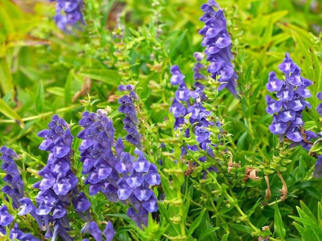 Organic SKULLCAP ROOT | Scutellaria Baicalensis | Skullcap Root Tea | Herbal Tea | Herba | Tea | Organic Roo | Dried Root | Organic Herbs