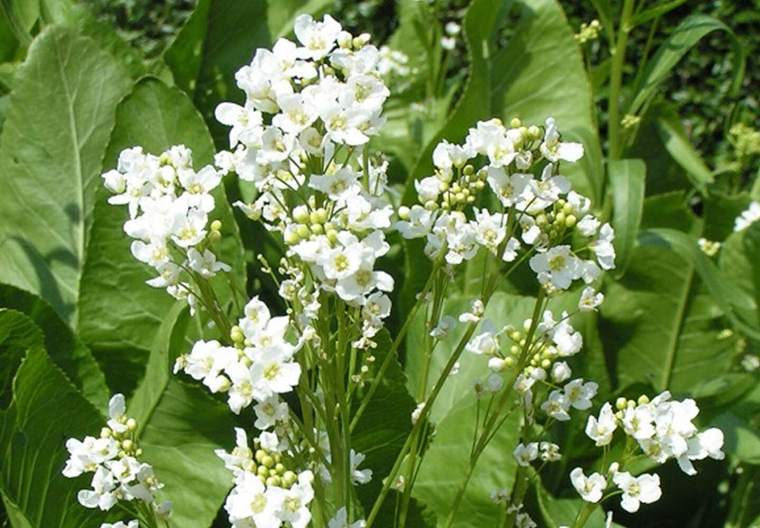 Organic HORSERADISH ROOT | armoracia rusticana | horseradish root tea | herbal tea | dried root | organic root | herba | tea | organic herbs