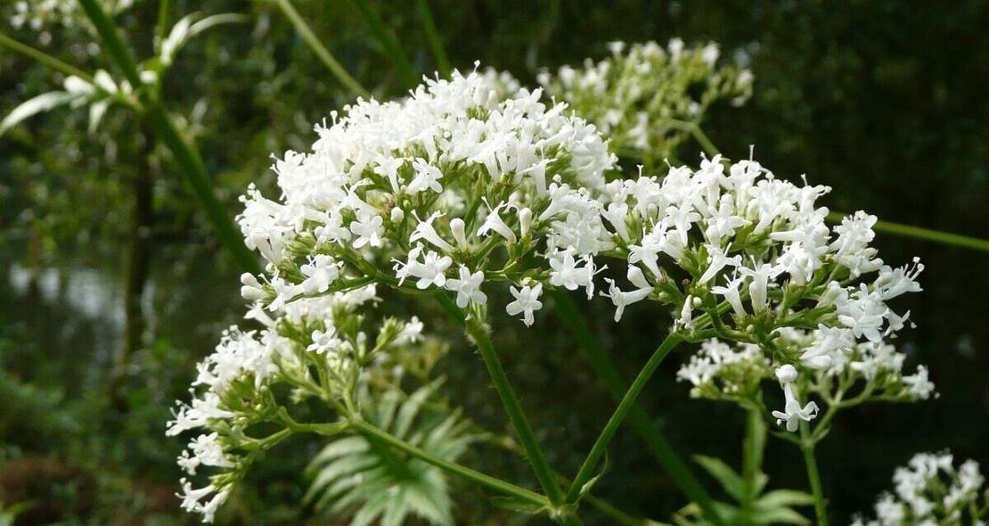Organic MEADOWSWEET ROOT | Filipendula Ulmaria | Meadowsweet Tea | Herbal Tea | Dried Root | Organic Root | Organic Herbs | Herba