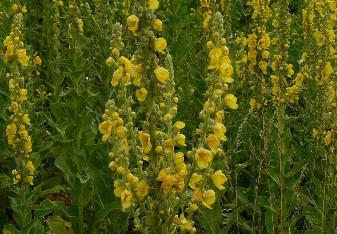 Organic MULLEIN FLOWER | verbascum thapsus | mullein tea | dried flower | organic flower | herbal tea | organic herbs | herba | tea