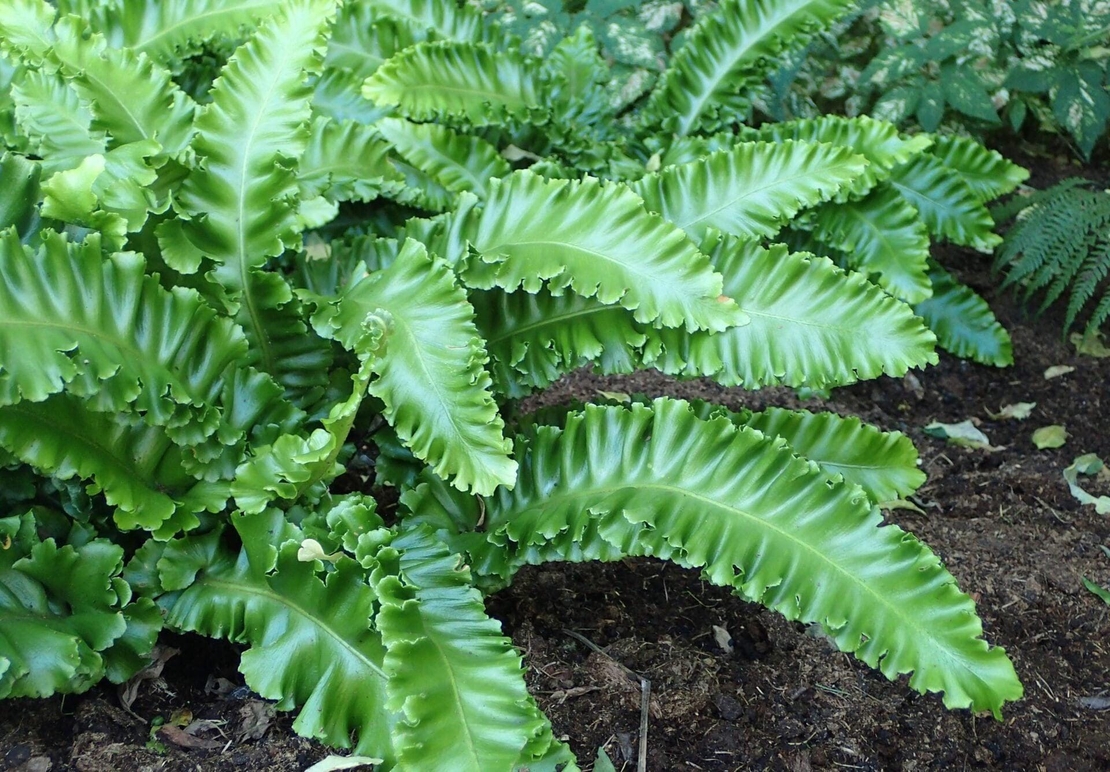 Organic HART'S TONGUE LEAF | asplenium scolopendrium | hart's tongue fern leaf | harts tongue tea | herbal tea | organic herbs | herba | tea