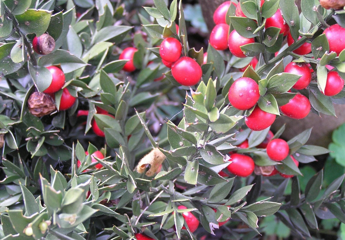 Organic butchers broom root | ruscus aculeatus | butchers broom tea | dried root | organic herbs | dried bulk herb | herba | tea