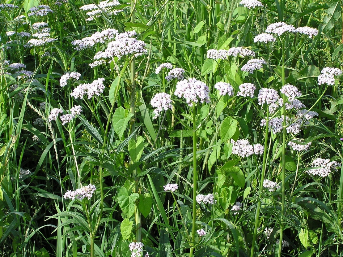 Organic VALERIAN ROOT | Valeriana Officinalis | Valerian Tea | Herbal Tea | Herba | Dried Root | Organic Root | Tea | Organic Herbs |