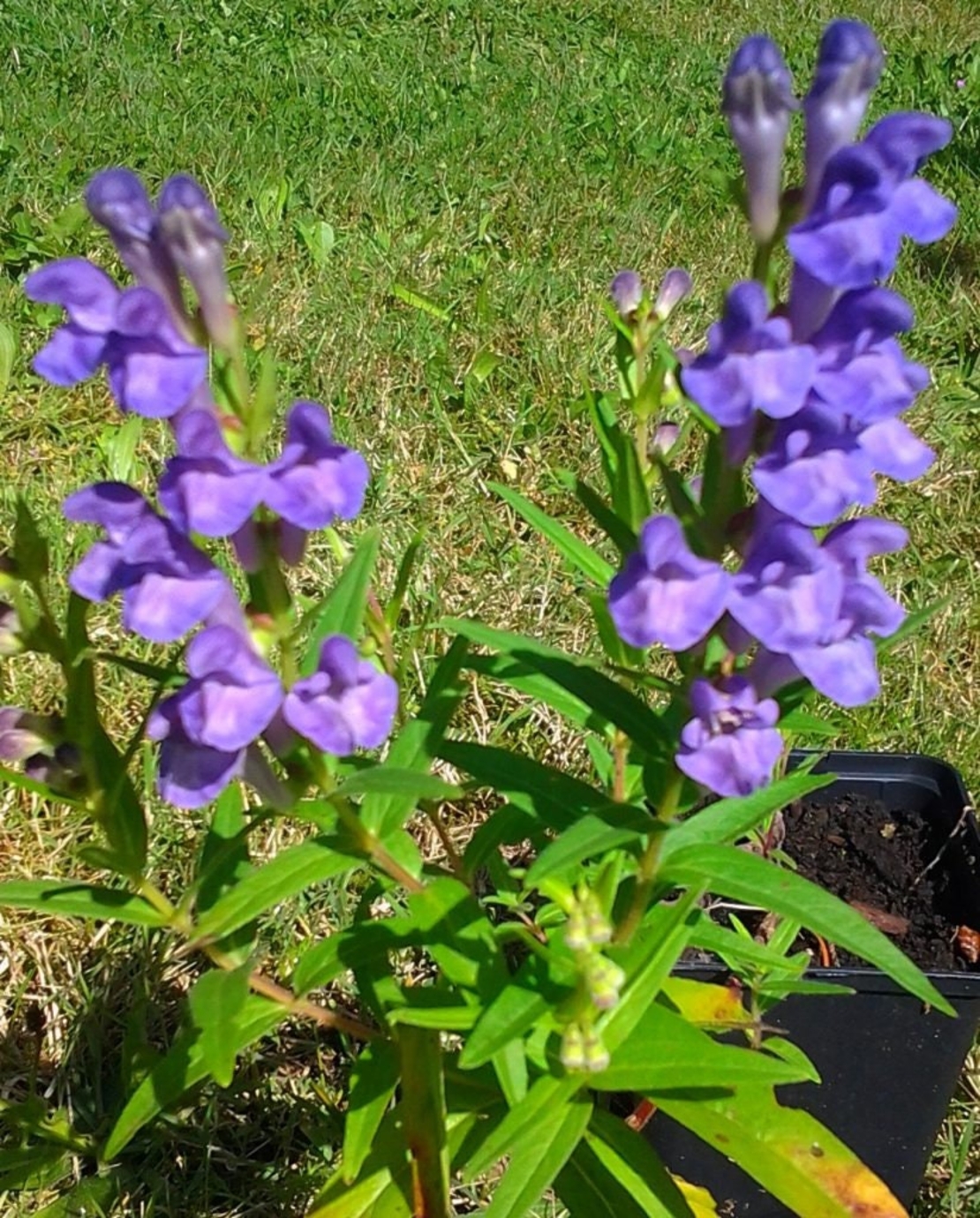 Organic SKULLCAP ROOT | Scutellaria Baicalensis | Skullcap Root Tea | Herbal Tea | Herba | Tea | Organic Roo | Dried Root | Organic Herbs