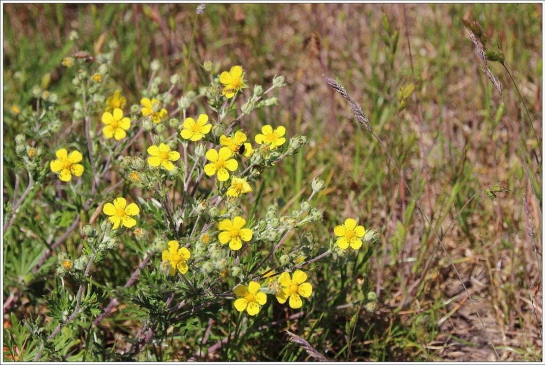 Organic SILVER CINQUEFOIL HERB | potentilla argentea | silver cinquefoil tea | herbal tea | herba | tea | organic herbs | natural herbs