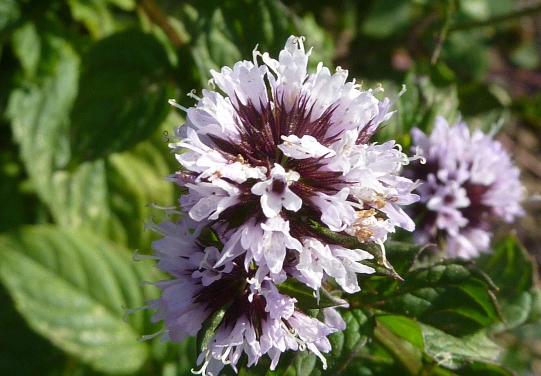 Organic PEPPERMINT LEAF | mentha piperita | peppermint tea | herbal tea | dried leaf | dried herbs | organic herbs | herba | tea