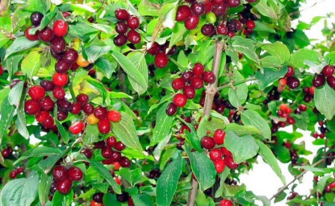 Organic DOGWOOD BERRIES | Cornus Mas Fructus | Dogwood Berries Tea | Dried Berries | Organic Fruits | Organic Herb | Herba | Fruits Tea