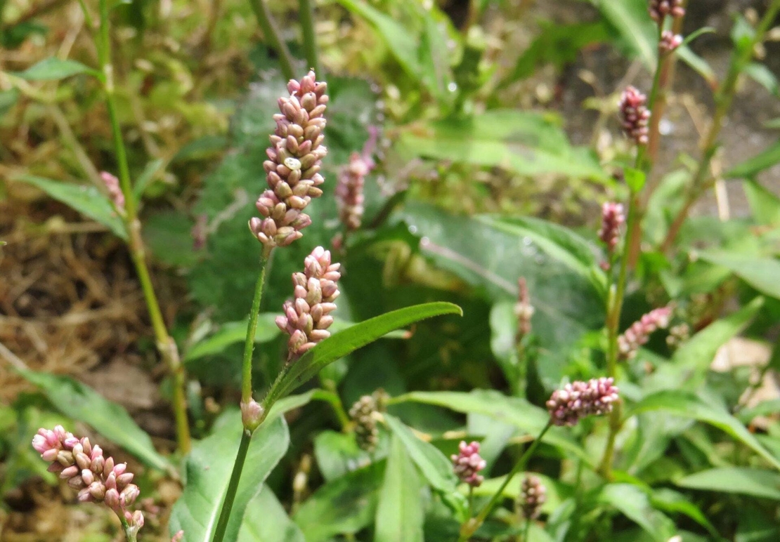 Organic WATER PEPPER HERB (Polygonum hydropiper) – Natural Anti-inflammatory & Antibacterial Remedy