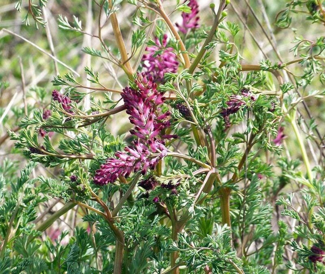 Organic FUMITORY HERB | fumaria officinalis | fumaria spp herba | common fumitory herb | fumitory tea | herbal tea | herba | tea | herbs