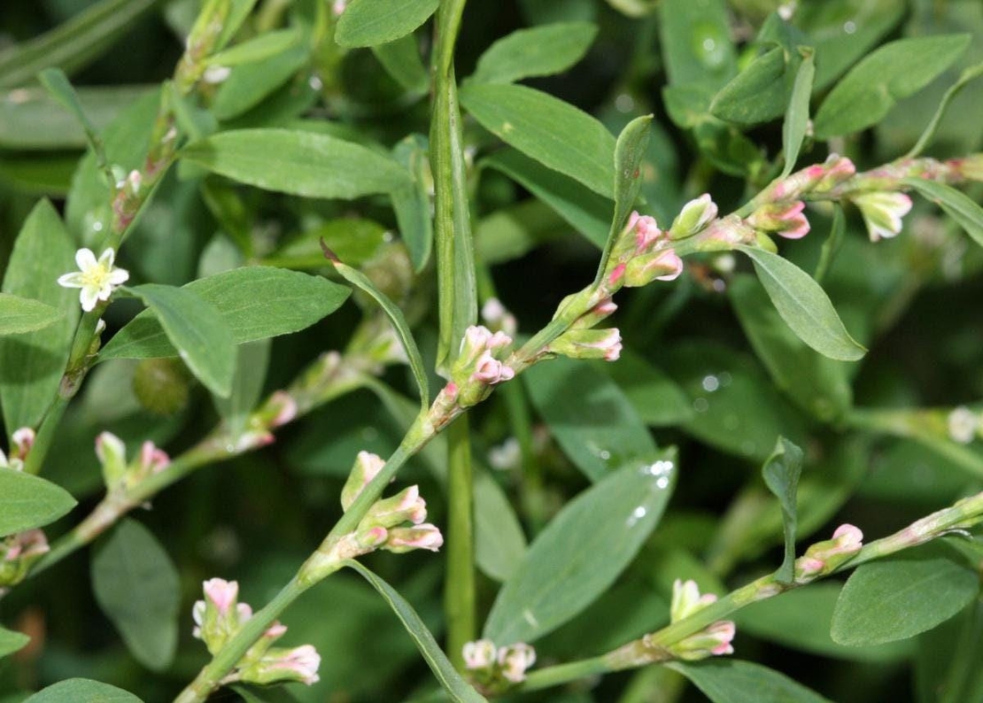 Organic KNOTGRASS HERB | polygonum aviculare | knotgrass tea | herbal tea | dried herbs | organic herbs | herba | tea