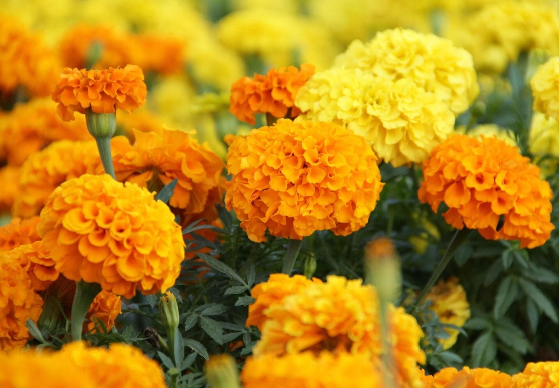 Organic MARIGOLD FLOWERS | tagetes erecta | marigold tea | dried flowers | organic herbs | dried herbs | herba | tea