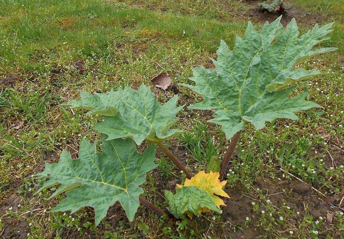 Organic RHUBARB ROOT | rheum palmatum | rhubarb root tea | herbal tea | herba | tea | dried root | organic root | organic herbs | herbalism