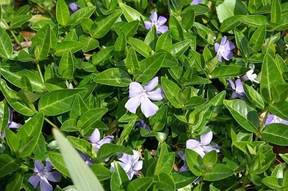 Organic PERIWINKLE HERB | vivca herbacea | periwinkle tea | herbal tea | herba | remedies | vinca major | organic herbs | dried herbs | tea